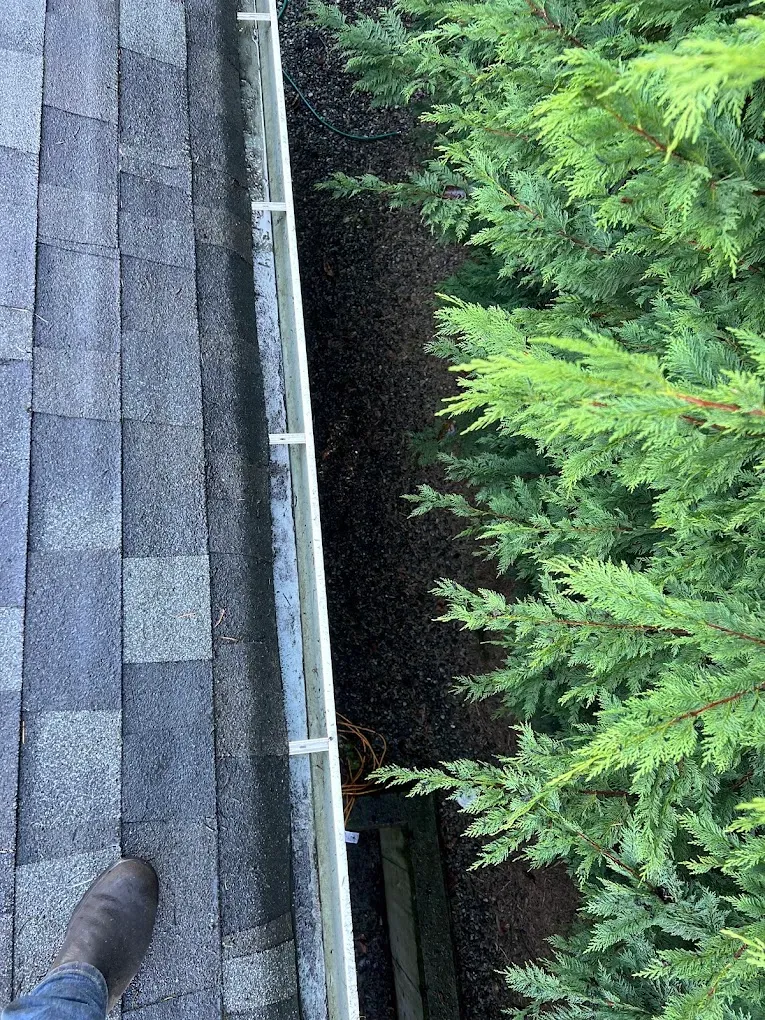 A cleared gutter run photographed from the roof, cedar hedge alongside it
