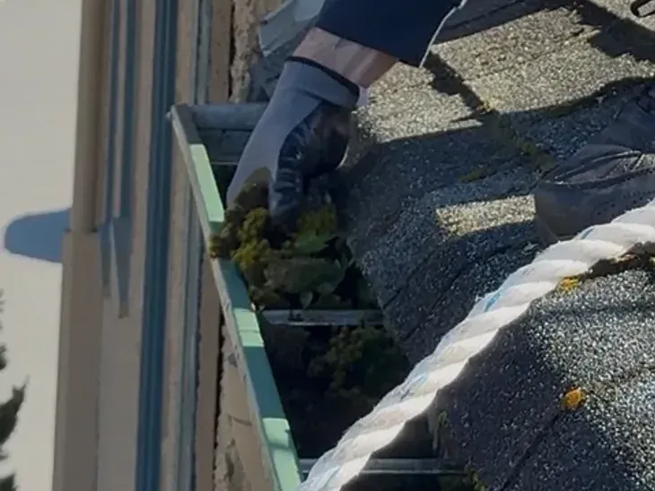 A gloved hand pulling packed weeds and debris out of a gutter