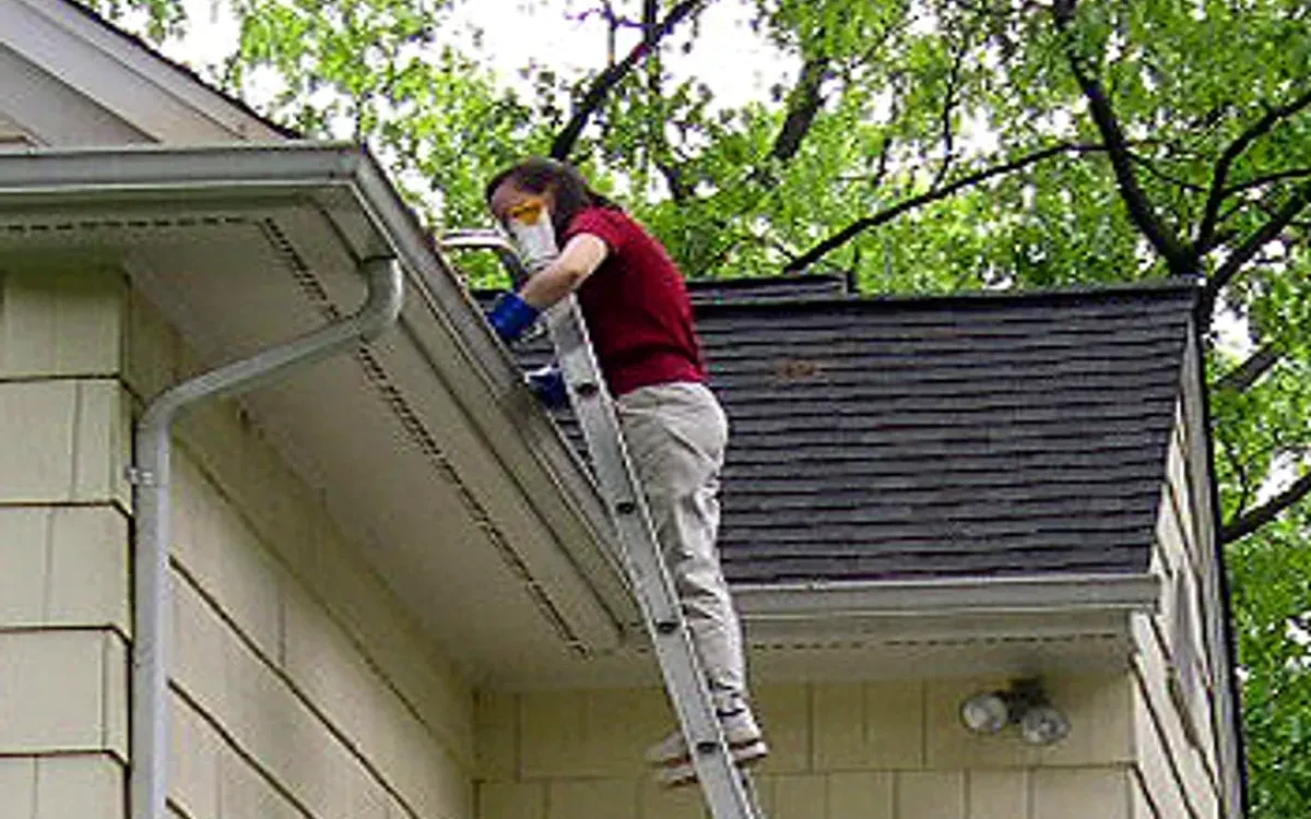 A gutter being cleared from an extension ladder on a two-storey house