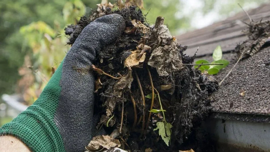 An open gutter with no guard fitted, wet leaves lifted out by hand